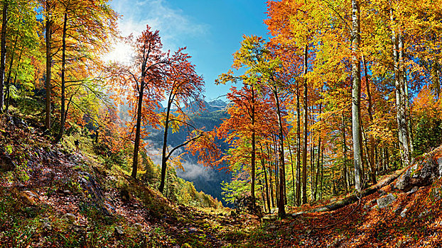鲜明,山林,秋天,国家公园,巴伐利亚,德国,欧洲