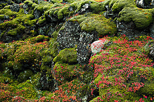 冰岛,国家公园,苔藓密布,石头,画廊,大幅,尺寸