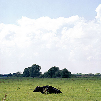 母牛,躺着,草