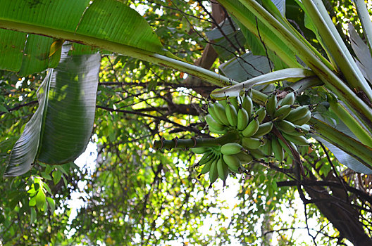 香蕉树,热带,背景