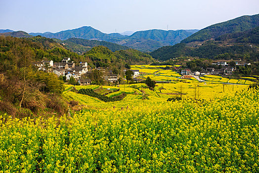 西畈,油菜花,花海,田园,梯田,春光