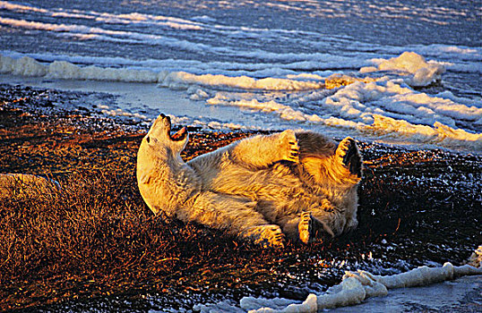 大,北极熊,讥笑,日出,曼尼托巴,加拿大