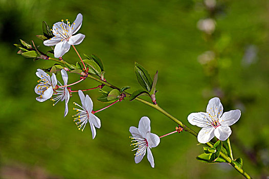 花,野生樱桃,甜樱桃,乌克兰,东欧