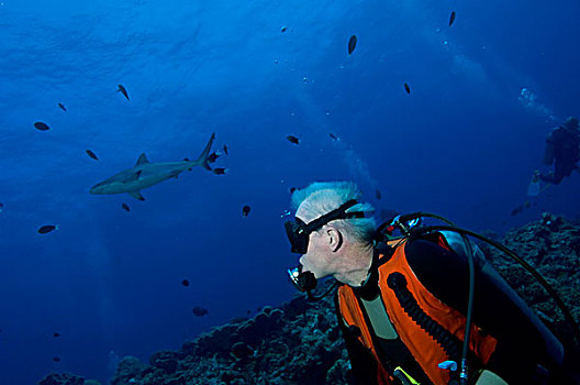 灰礁鲨,潜水,巴布亚新几内亚
