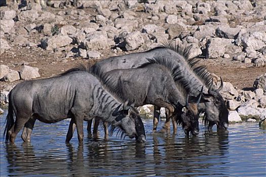 蓝色,角马,喝,水坑,埃托沙国家公园,纳米比亚,非洲