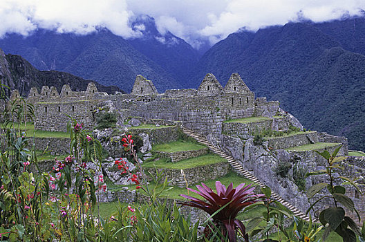 秘鲁,圣谷,马丘比丘,智慧,地区,花,前景