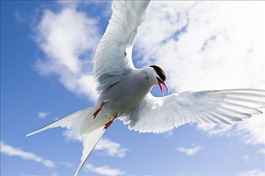 北极燕鸥,飞行,冰岛