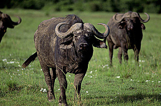 肯尼亚,马赛马拉,南非水牛