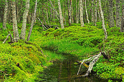 树林,靠近,国家公园,挪威,斯堪的纳维亚,欧洲