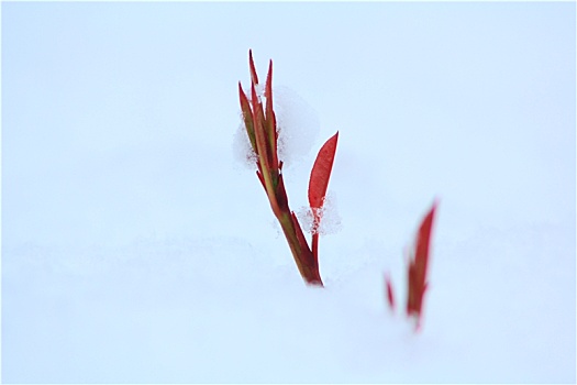 破雪生长的植物嫩叶