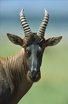 转角牛羚,马赛马拉国家保护区,肯尼亚,非洲