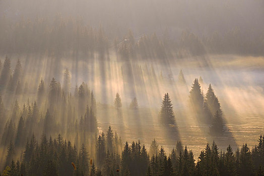 太阳光线,光泽,树林,雾,日出,风景,国家公园,省,黑山,欧洲