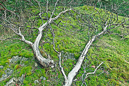 苔藓,树,枝条,山,盐春岛,不列颠哥伦比亚省,加拿大
