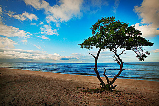 树,海滩