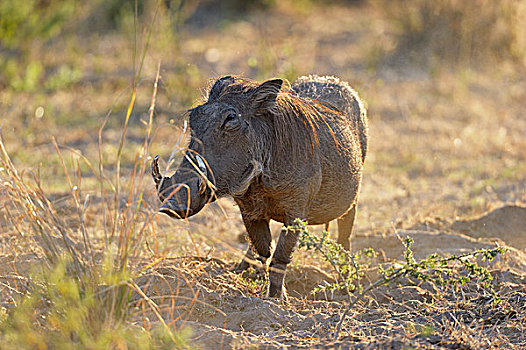 疣猪,公猪,逆光,赞比西河下游国家公园,赞比亚,非洲