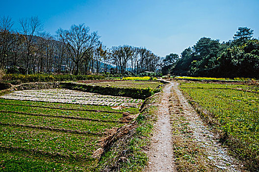 乡村小路