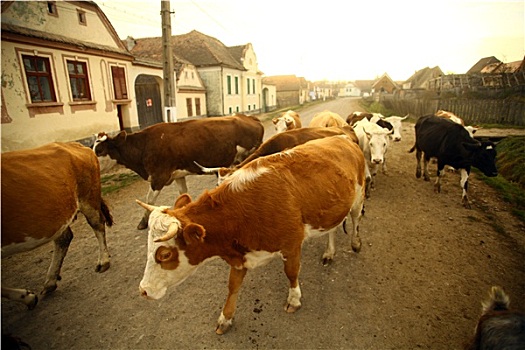 母牛,乡村