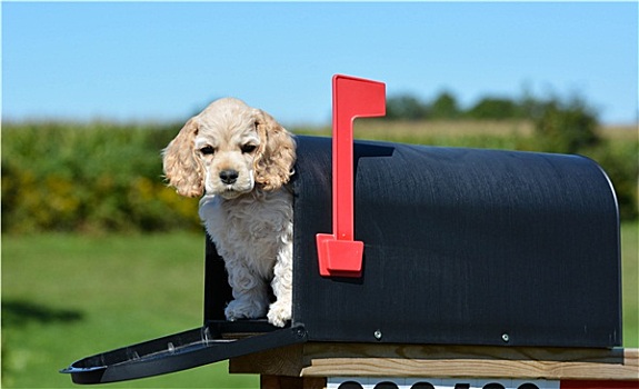 小狗,邮箱