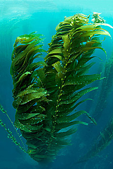 巨大,海藻,巨藻,墨西哥,水下