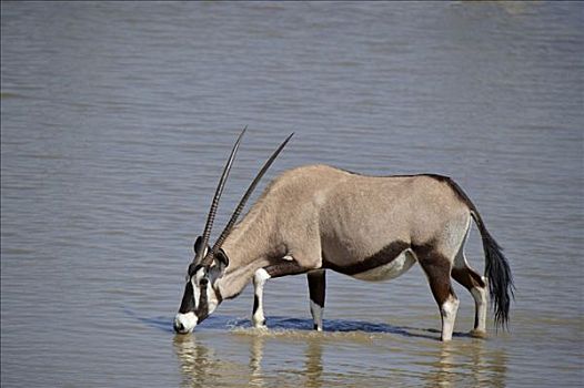 南非大羚羊,羚羊,水坑,埃托沙国家公园,纳米比亚,非洲