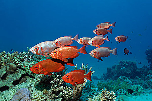 鱼群,大眼鲷,上方,珊瑚礁,红海,埃及,非洲