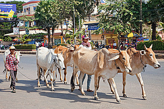 柬埔寨,收获,牛,街道