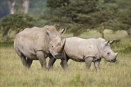 白犀牛,母亲,纳库鲁湖,大裂谷,肯尼亚