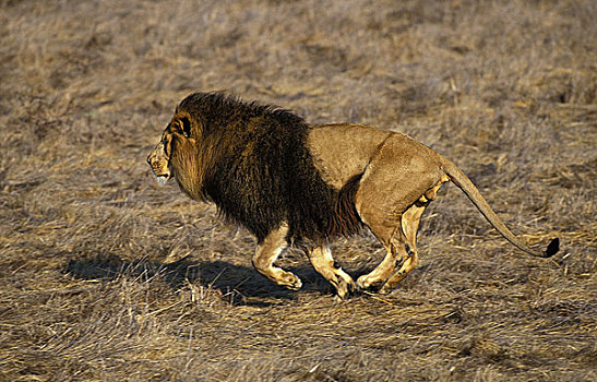 非洲狮,狮子,雄性,跑,干草
