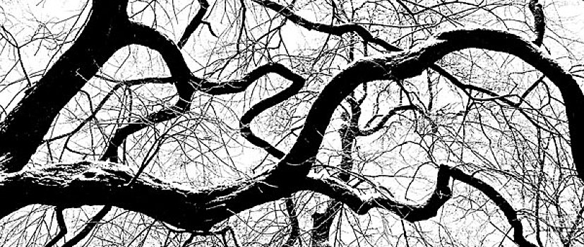 冬天,树,枝条,自然,雪
