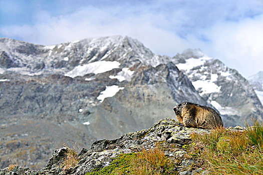 阿尔卑斯山土拨鼠,高,陶安,国家公园,卡林西亚,奥地利,欧洲