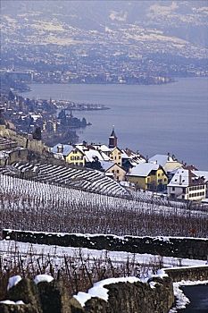 葡萄酒,乡村,沃州,瑞士