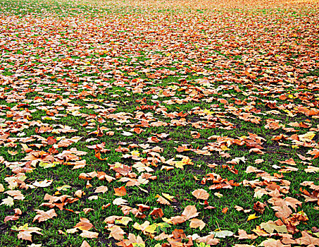 秋天,秋季,树林