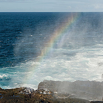 彩虹,气孔,海岸,加拉帕戈斯
