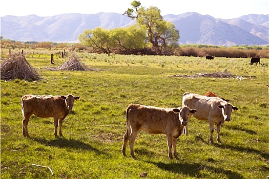 母牛,牛,放牧,加利福尼亚,草地