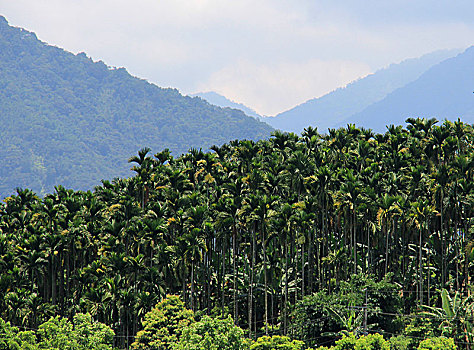 槟榔林