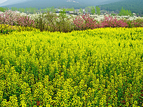 花草