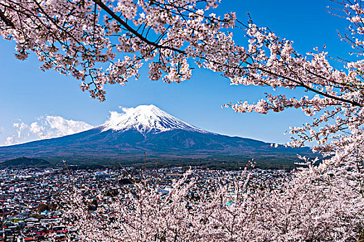 山,富士山,公园,盛开,樱桃树