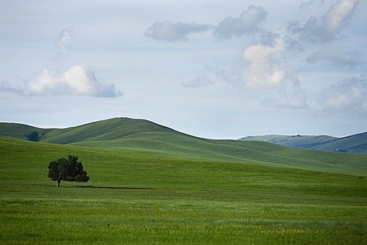 孤木,地点,生态,保存,内蒙古,中国