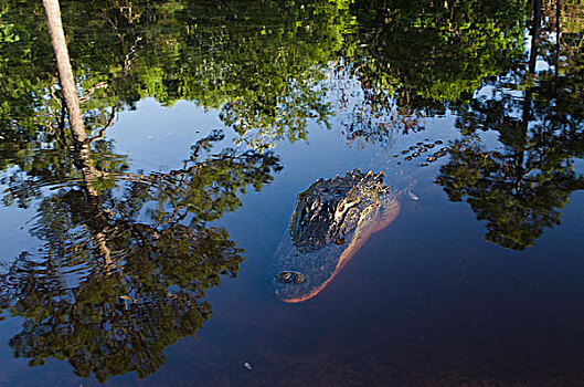 美国短吻鳄,水面,国家野生动植物保护区,佛罗里达