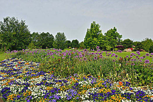 公园,花园,展示,三色堇,野外,巨大,洋葱,葱属植物,坏,下萨克森,德国,欧洲