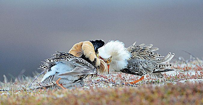 两个,毛领鸽,流苏鹬,婚礼,羽毛,半岛,挪威,欧洲