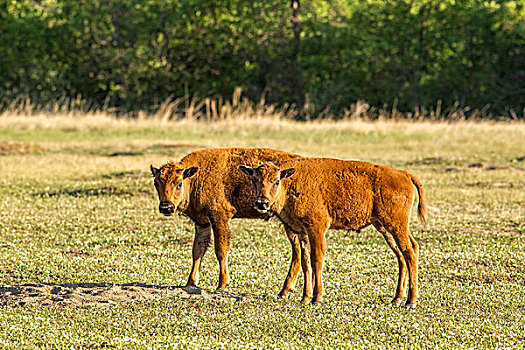 野牛,幼兽,西奥多罗斯福国家公园,北达科他,美国