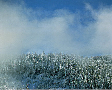 冬季风景,育空,加拿大