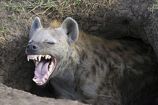 斑鬣狗,成年,女性,哈欠,巢穴,马赛马拉国家保护区,肯尼亚