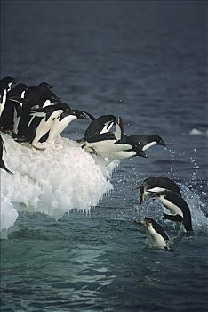 阿德利企鹅,群,跳跃,冰,边缘,雾,拥有,岛屿,罗斯海,南极