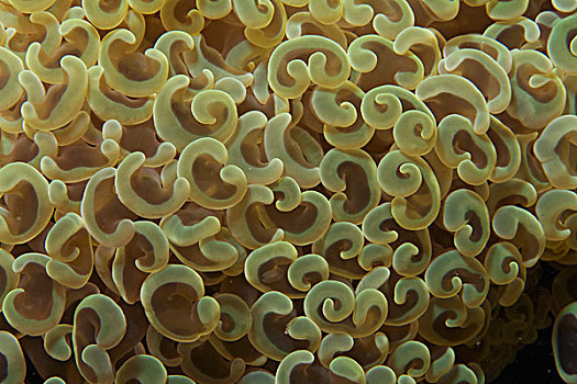 珊瑚,安汶,印度尼西亚