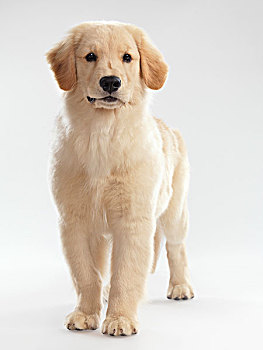 肖像,金毛猎犬,4个月大,小狗,隔绝