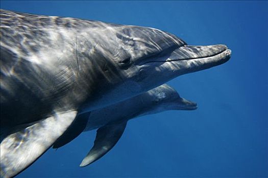 宽吻海豚,一对,岛屿,日本