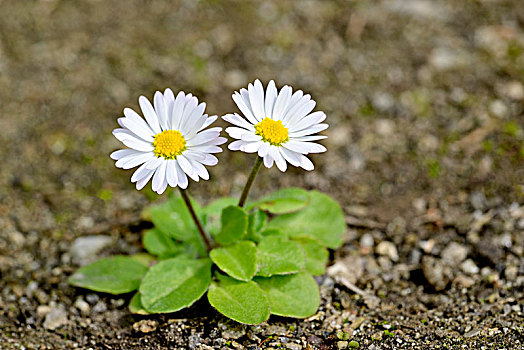 普通,雏菊,砾石,地面,北莱茵威斯特伐利亚,德国,欧洲