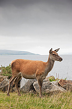 鹿,阿兰岛,苏格兰